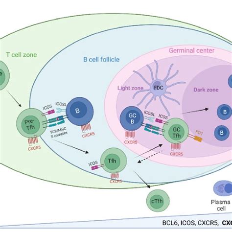 Cxcl Cxcr Associated Immune Activities Across Tissues Tfh Cells Are