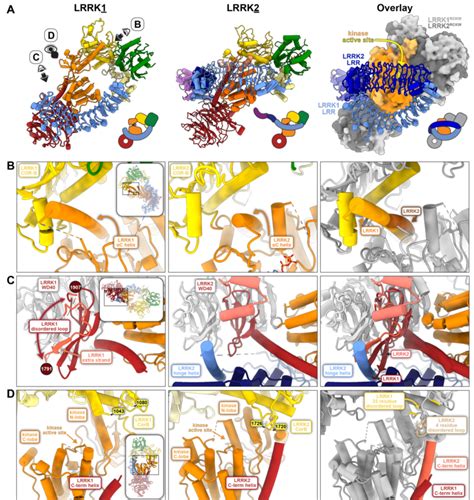 Comparison Of Monomeric Lrrk And Lrrk A The Lrr Domain In Lrrk