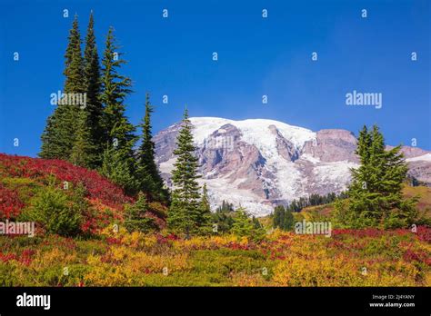 stunning fall foliage  mt rainier national park  washington state