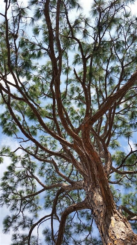 Free Images Tree Forest Branch Winter Leaf Flower Trunk Botany