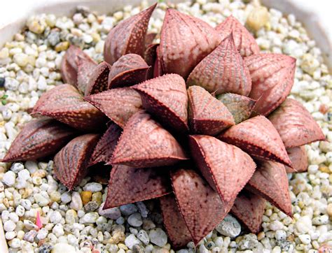 Бридинг хавортий: место встречи искусства и ботаники :: myPlants