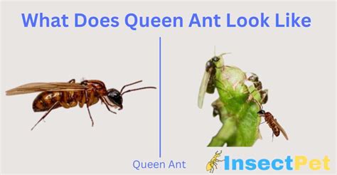 What Does A Queen Ant Look Like