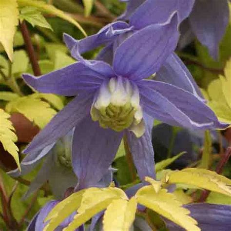 Cl Matite Des Alpes Stolwijk Gold Clematis Alpina Tr S Originale