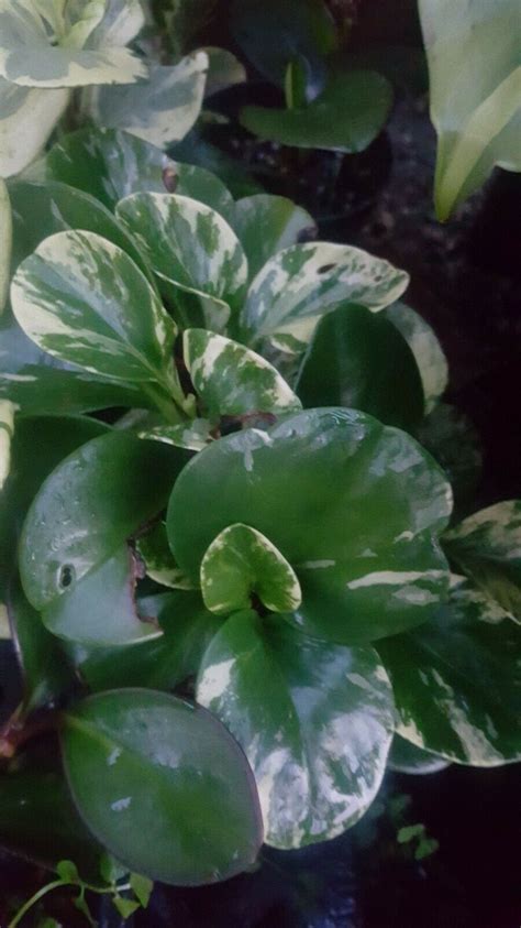 Golden Peperomia Obtusifolia Variegata Marble In Pot Baby Rubber