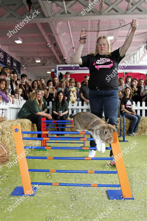 Rabbits Showjumping Rabbit Jumping Competition London Editorial Stock Photo - Stock Image ...