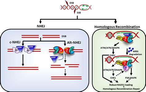 Enigmatic Role Of Wrn Recql Helicase In Dna Repair And Its Implications