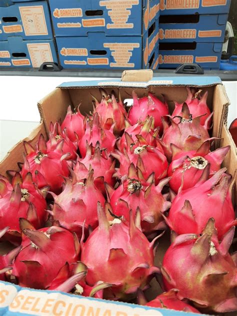 Muda Pitaya Vermelha Colombiana Produtos Biten Fruits Mudas E Frutas