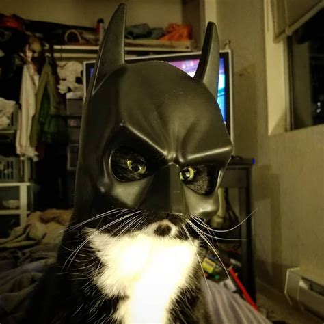 I Am Vengeance I Am The Night I Am Waiting For You To Feed Me