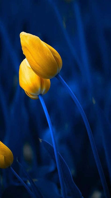 Blue Tulips Wallpaper