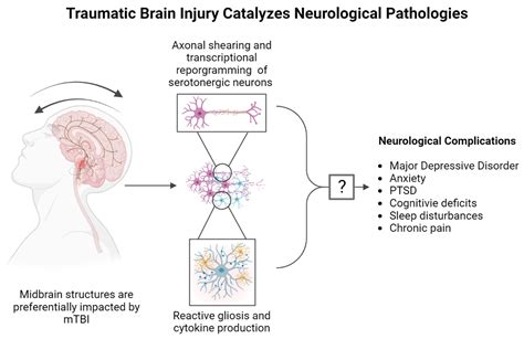 Brain Sciences Free Full Text Strain In The Midbrain Impact Of