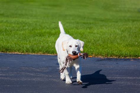 Dog Toys: The Best Kind for Your New Pup - Pettr