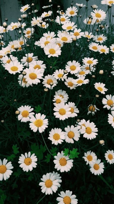 Daisy Aesthetic Wallpapers - Wallpaper Cave