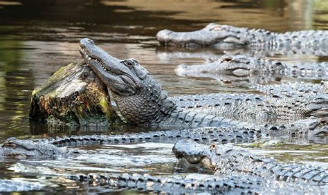 St. Augustine Alligator Farm