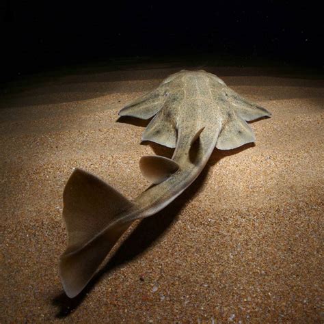 Angel Sharks Protected In The Canary Islands Save Our Seas Foundation