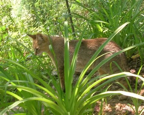 Felis chaus affinis факти дієта ареал і фотографії на Animalia bio