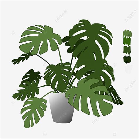 Bosquejo De La Planta Monstera PNG Dibujos Monstera Tropical Png PNG