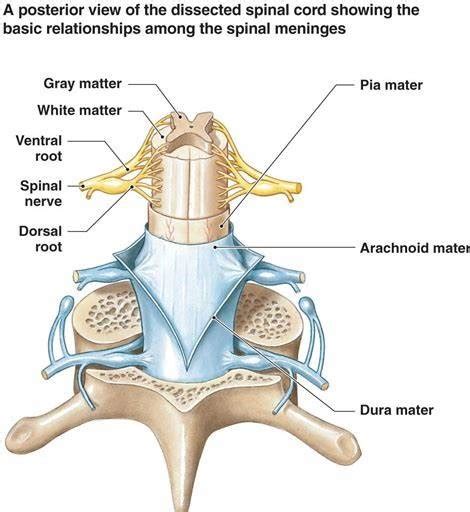 Meninges Of The Spinal Cord