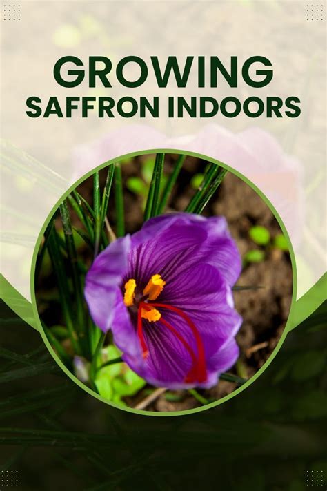 Growing Saffron Indoors Growing Saffron Saffron Plant Saffron