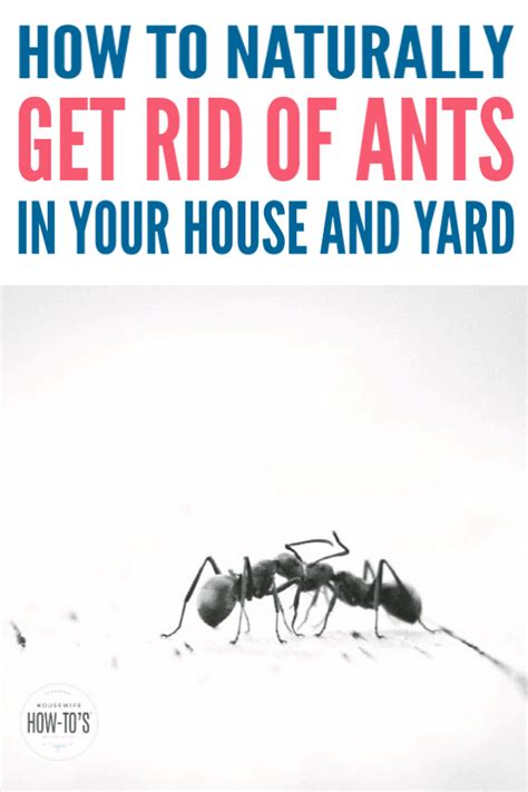 How To Get Rid Of Ants Naturally In Your House And Yard