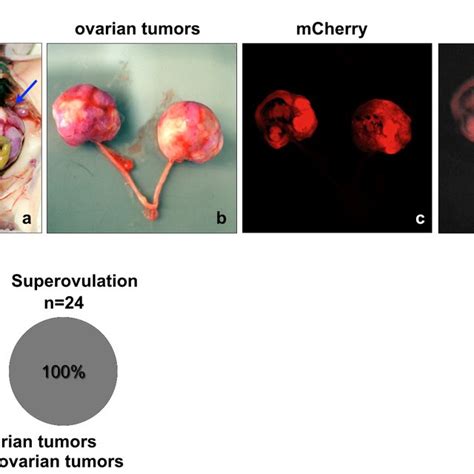 AF H E Staining Of Mouse Ovaries With Tumors Formed By OTICs