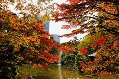 紅葉の美しい公園：日比谷公園（東京都千代田区） Parkful公園をもっと身近に、もっと楽しく。