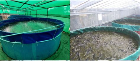 STATE GOVERNMENT INTRODUCES NOVEL SCHEME TO PROMOTE BIO FLOC FISH