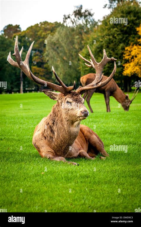 Deer, Wollaton Park, Nottingham, UK Stock Photo - Alamy