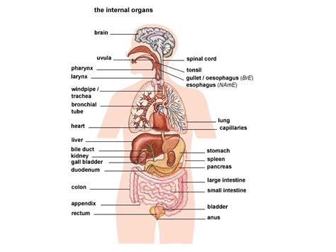 Final Lab Test Internal Organs Diagram Quizlet