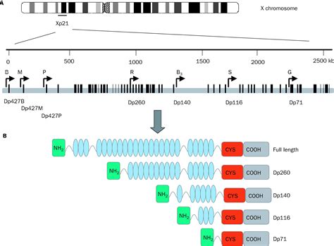 Dystrophin And Mutations One Gene Several Proteins Multiple