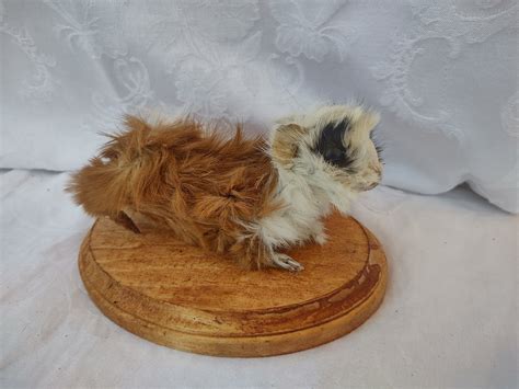 Guinea Pig Taxidermy Etsy