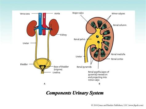 Ppt The Urinary System Powerpoint Presentation Free Download Id 1325452