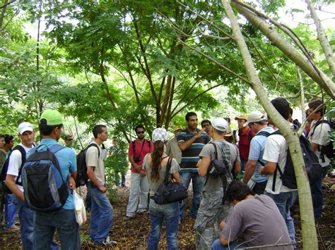 Combined Effort Amplifies Restoration In Brazils Atlantic Forest IUCN