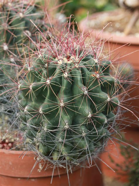 Ferocactus Hamatacanthus Cactaceae Image 77616 At PhytoImages Siu Edu