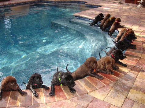 Awesome Dog Pool Party | Viral Video | Reckon Talk