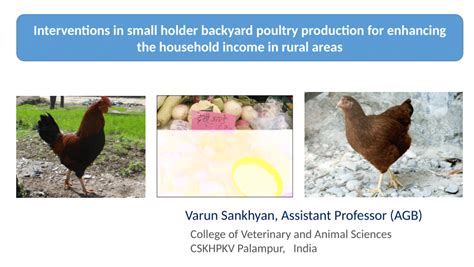 Pdf Interventions In Small Holder Backyard Poultry Production For Enhancing The Household