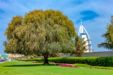 Dubai Uae The Ghaf Tree Stock Photos, Pictures & Royalty-Free Images ...