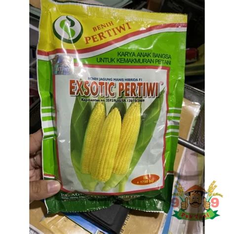 Benih Jagung Manis Hibrida F1 Exsotic Pertiwi 250gr Bibit Jagung