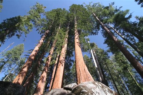 private life  hyperion  worlds tallest tree inhabitat