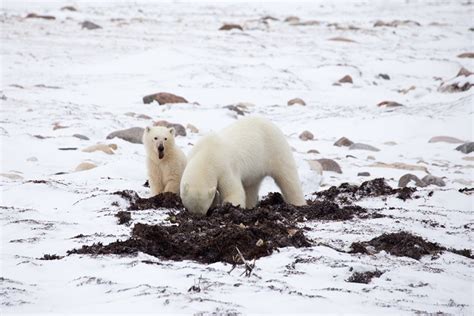 Traveler Story Close Encounters With Polar Bears