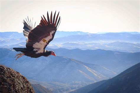 The California Condor has the largest wingspan (more than 10 feet) of ...