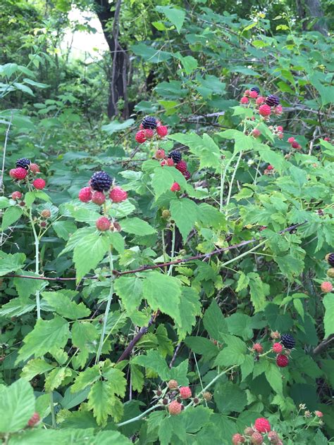 Wild Black Raspberry Plants