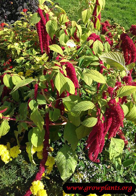 How To Grow Amaranth Tips And Guide To Growing Amaranth Everything