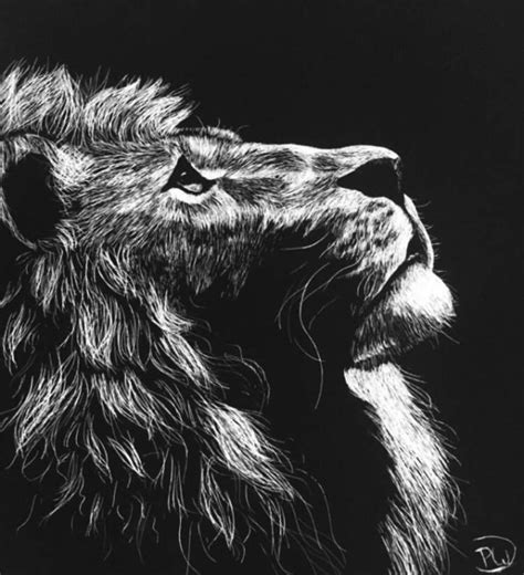 Lion Scratchboard Art Amino