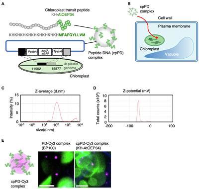 Frontiers Imaging Of The Entry Pathway Of A Cell Penetrating Peptide