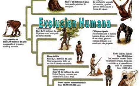 Etapas De La Evolucion Del Ser Humano Timeline Timetoast Timelines Images