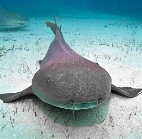 Nurse Sharks - a bottom dweller - Epic Diving