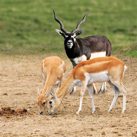 Zoo de la Flèche | Antilope cervicapre