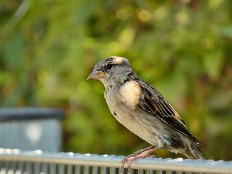 Spatz Singvogel Vogel Kostenloses Foto Auf Pixabay Pixabay