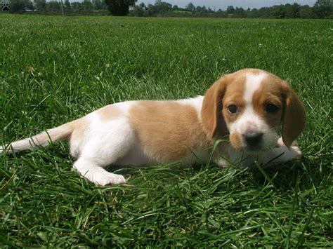 Denise - Beaglier Puppy For Sale in Pennsylvania