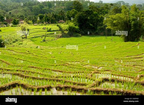 Paddy Fields Sri Lanka Hi Res Stock Photography And Images Alamy